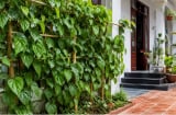Có nên trồng cây trầu không trước nhà? Người xưa kiêng một điều, nhiều gia đình đang bỏ qua