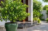 Vì sao nhiều người khuyên nên trồng một chậu chanh trước nhà?