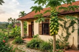3 vị trí tốt nhất để trồng cây đu đủ