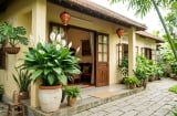 3 vị trí tốt nhất trồng cây Lan Ý hút lộc