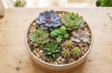 5 lời khuyên quan trọng đối với những người thích trồng sen đá