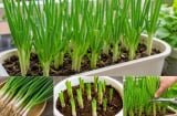 Cách trồng hành lá trong chậu đơn giản, xanh tốt quanh năm, tránh sai lầm khiến cây vàng úa