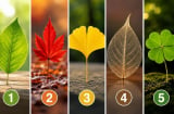  

Chọn 1 chiếc lá để xem vận mệnh của bạn đang có xu hướng thế nào?