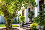 Trồng cây sung phong thủy nên trồng trước hay sau nhà? Vị trí nhiều người chọn sai