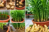 Cách trồng gừng trong chậu để gừng đẻ nhiều nhánh, nhiều củ