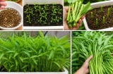 Cách trồng rau muống trong chậu dễ dàng, thu hái quanh năm