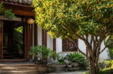 Lưu ý cho những ai thích trồng cây mộc hương trước nhà