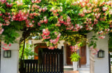Những điều nhất định phải nhớ khi có giàn sử quân tử trước nhà, tránh gây hại