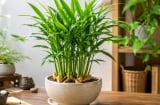 Vì sao nhiều người thích trồng gừng làm cây cảnh, không chỉ để lấy củ