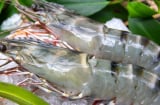 Khi đi chợ nên chọn tôm vỏ trắng hay tôm vỏ xanh sẽ ngon hơn?