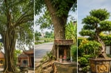 Người xưa dặn: Thấy 3 loại cây này, chớ tùy tiện chặt bỏ kẻo bị cho là “động” vào phúc lộc