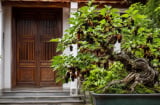 Vì sao người xưa kiêng trồng cây dâu tằm trước nhà, nhưng ngày nay nhiều người lại chọn làm bonsai?