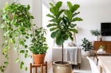 8 cây cảnh hợp với người mệnh Mộc