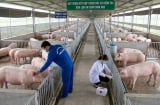 Hơn 112.000 tấn thịt lợn giá rẻ đổ vào Việt Nam, giá bình quân chỉ 43.000 đồng/kg