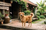 Nhà đột nhiên xuất hiện những con vật này: Có trường hợp là điềm may, có trường hợp cần kiểm tra ngay