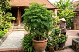 Nhà nào trồng cây đinh lăng cũng nên biết 4 điều này, dùng đúng thì tiện ích, dùng sai dễ phản tác dụng