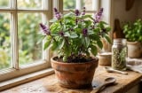 Vì sao nên trồng chậu húng quế trong nhà? Những lợi ích nhỏ nhưng đáng giá