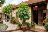 Lời khuyên dành cho những gia đình đang trồng cây ngũ gia bì