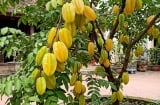 Tin vui cho những nhà đang trồng cây khế