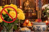 Vì sao hoa hồng vàng lại không được dùng thắp hương?