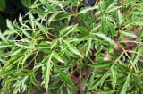 Cây đinh lăng hợp mệnh nào nhất?