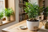 Cây gừng hợp với người mệnh nào?