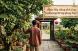 Mệnh Hỏa trồng khế chua hay khế ngọt thì hợp phong thủy?