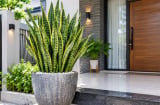 Tin vui cho những gia đình đang trồng cây Lưỡi Hổ