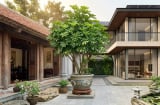 Tin vui cho những gia đình đang trồng cây Ngũ Gia Bì