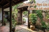 Trồng cây Ngũ Gia Bì ở đâu là tốt nhất?