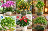  Chọn 1 cây cảnh bạn ấn tượng để xem điểm mạnh giúp bạn thu hút tiền tài là gì?