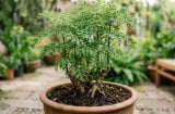 Lời khuyên cho các gia đình thường xuyên ăn lá đinh lăng