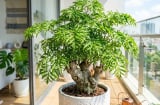 Người mệnh nào hợp trồng cây đinh lăng nhất?