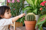 Nhà có trẻ nhỏ, nên cẩn thận khi trồng những loại cây này