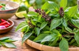 Tin vui bất ngờ cho gia đình đang trồng cây húng quế và thích ăn rau húng quế
