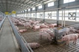 Giá heo hơi hôm nay 8/9/2026: Miền Bắc giảm, miền Trung tăng giảm trái chiều