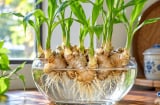 Lời khuyên cho những người trồng gừng thủy sinh: 7 lưu ý nhất định cần biết