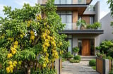 Nên trồng khế chua hay khế ngọt trước nhà thì tốt hơn?