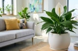 Người mệnh nào hợp trồng cây lan ý?