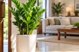 Trồng cây kim tiền ở đâu tốt cho phong thủy? Nhiều người đặt sai chỗ