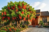 Trồng cây Lộc Vừng ở vị trí nào tốt nhất?