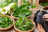 Cách gội đầu bằng 3 loại lá phổ biến giúp tóc sạch, đẹp và hỗ trợ mọc tóc con