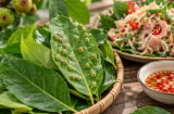 Có nên ăn lá sung có nốt sần không? Sự thật về loại lá dân dã nhiều người vẫn dùng