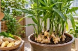 Lợi ích khi trồng chậu gừng trong nhà: Không chỉ để làm gia vị, còn có 5 điểm đáng giá này