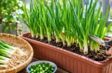 Trồng hành trong chậu cực dễ: Tận dụng gốc hành bỏ đi, vài tuần là có hành xanh ăn quanh năm