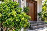 Trồng Hoa Ngâu Trước Nhà Có Tốt Phong Thủy? 5 Điều Gia Chủ Nên Biết