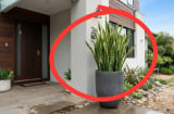 Trồng cây Lưỡi Hổ ở đâu tốt nhất?