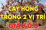 2 vị trí trồng hồng hút tài lộc vào nhà: Ai không biết thật đáng tiếc