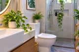 Tại sao người thông minh thường đặt vài chậu cây xanh nhỏ trong nhà vệ sinh? 5 lý do ít người để ý