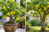 Trồng cây khế cảnh phong thủy: Nên để trong chậu hay trồng thẳng xuống sân vườn để hút tài lộc?